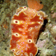 Illustration for article titled Striking Photographs Of Sea Slugs Expose The Alien World Under the Sea